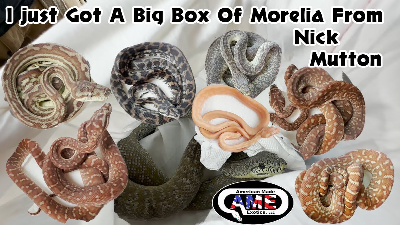 I Just Got A Big Box Of Morelia From Nick Mutton!!  AME v13
