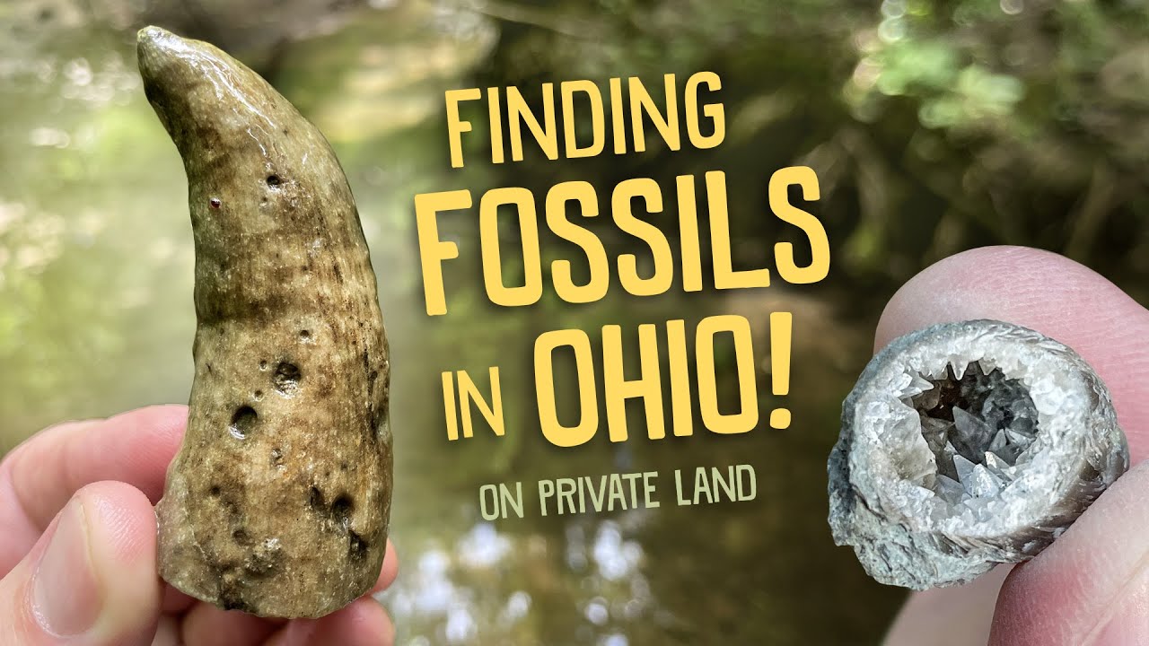 Finding Ordovician Fossils in Ohio!!