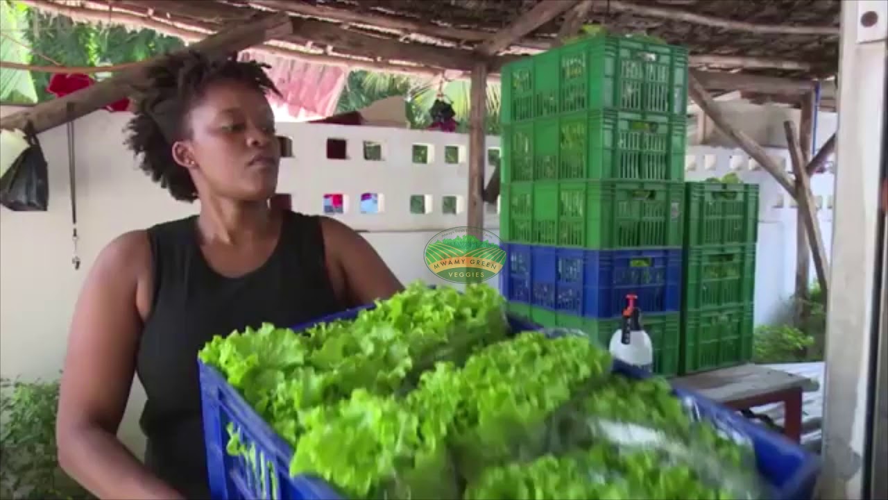 Mwami Mlangwa farms lettuce using hydroponic method in Tanzania