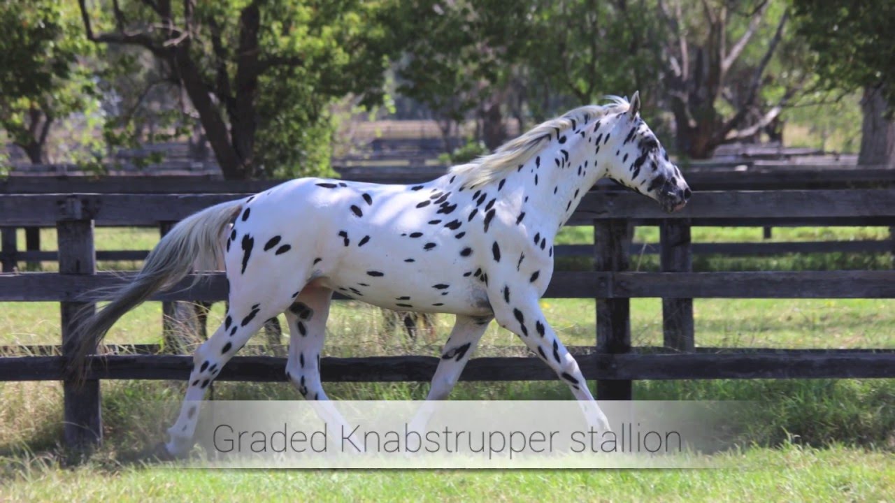 Knabstrupper stallion at stud in Australia - Sartor's Supermodel, imp Denmark