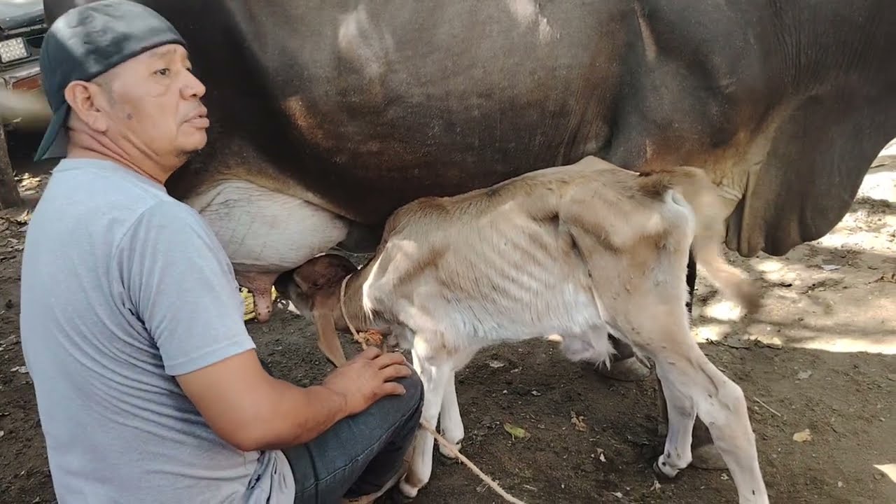 Vacas Paridas en El Transito San Miguel El Salvador On buenas Vacas 