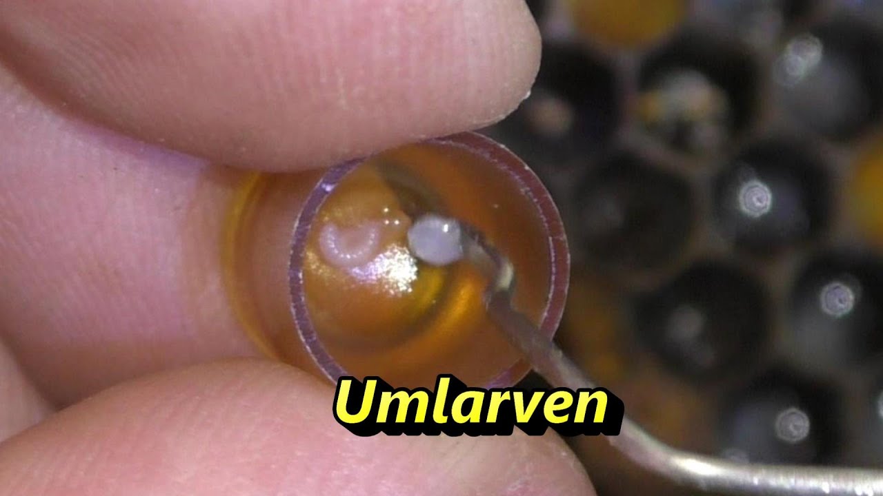 Umlarven