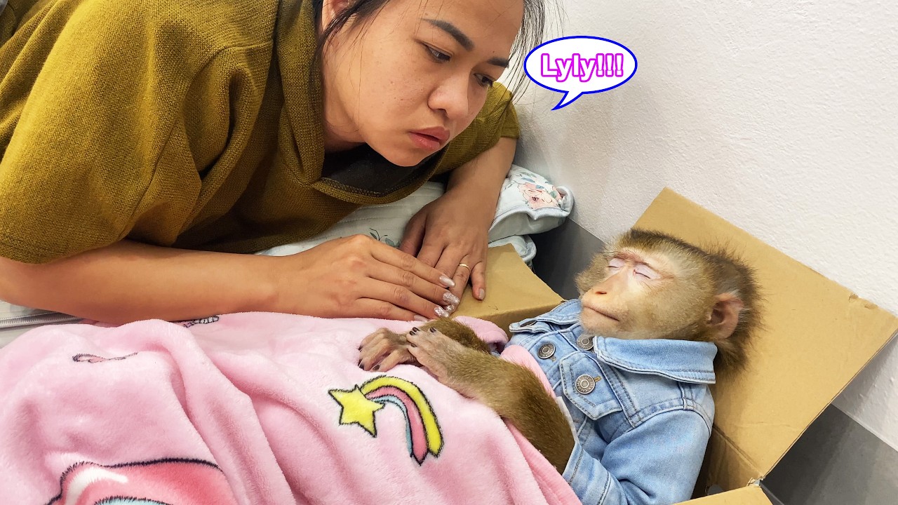Lyly, are you okay??? Monkey Lyly designed her own bed, which startled her mom when she saw it.