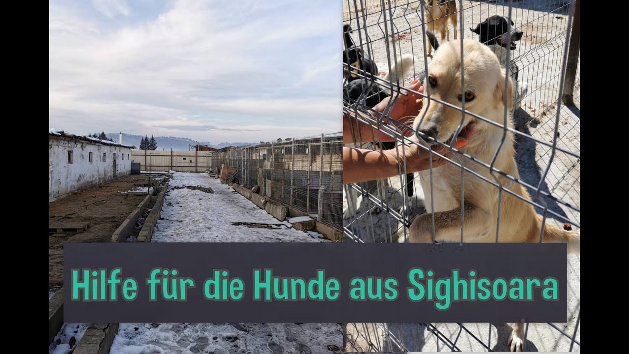 Hilfe für die Hunde von Sighisoara - Halona for Dogs e.V.