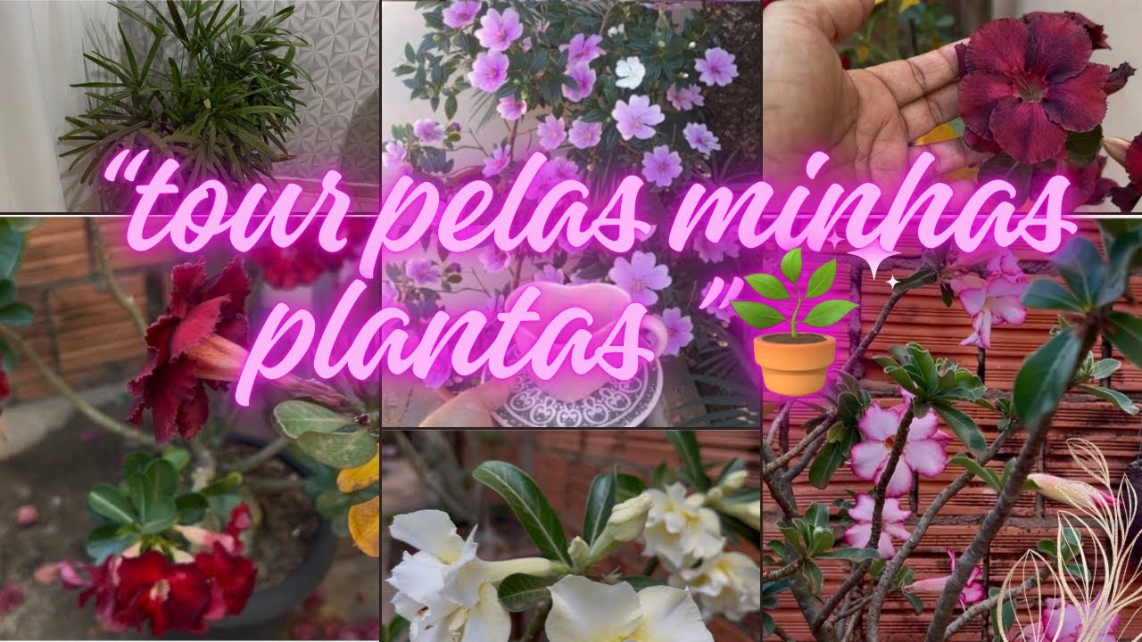 Tour Pelas Minhas Plantas 🌱 | Meu Cantinho Verde