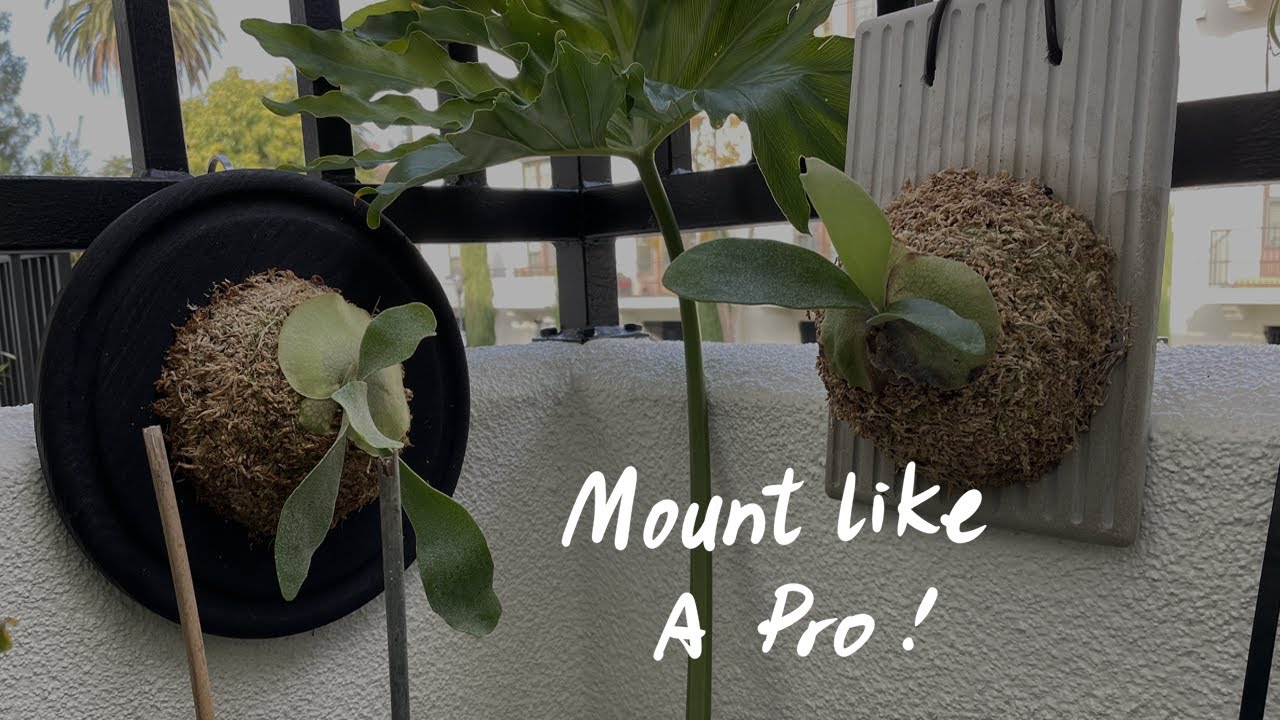 How to mount a Staghorn fern (Platycerium)