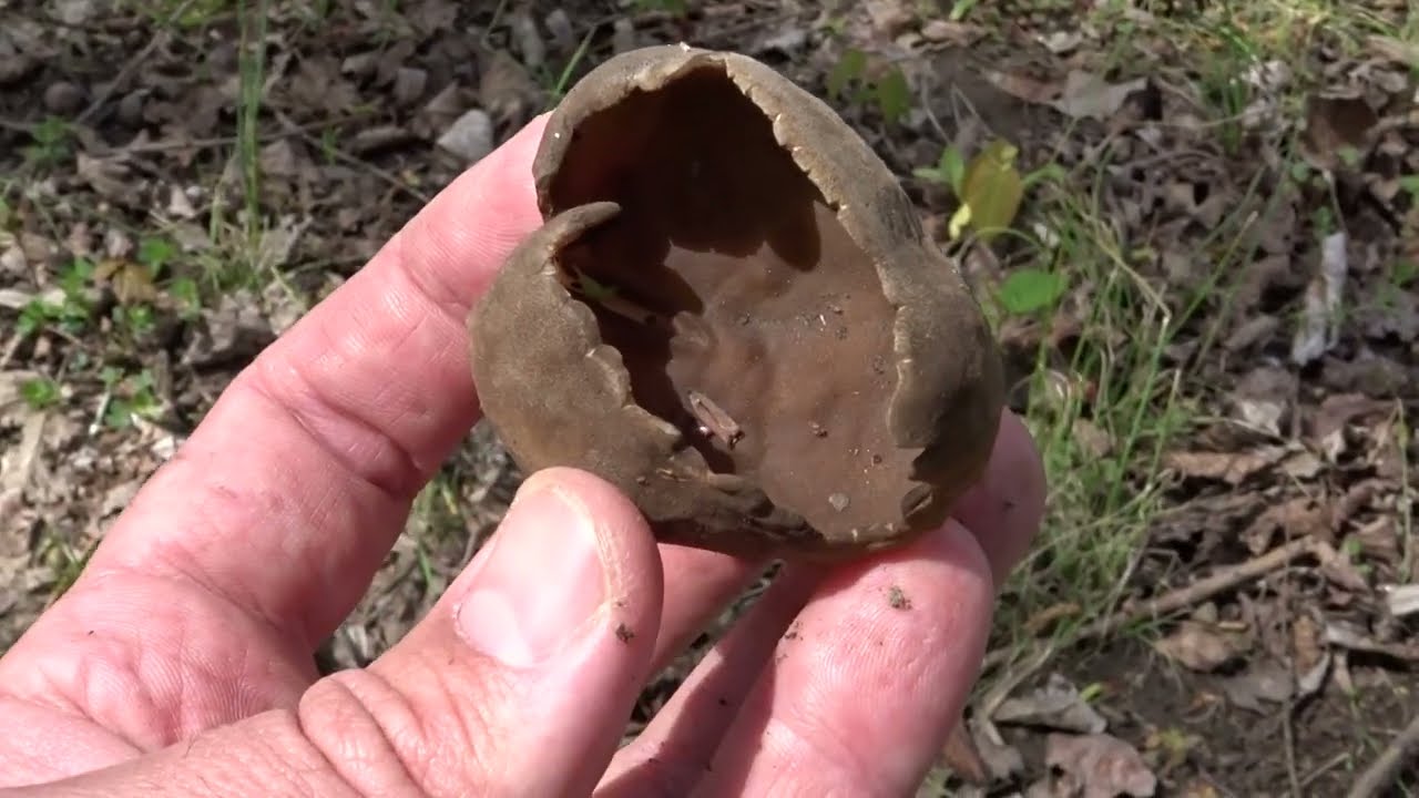 Piestrzyca zwyczajna (Helvella acetabulum) - 04.05.2021, Nowa Huta, Kraków.