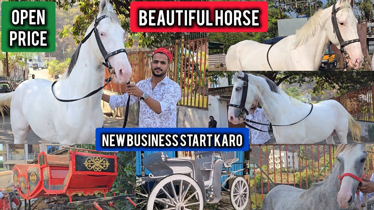 Beautiful Horse 2026🔥 Nayab Quality Ghoda Open Price😱 Lo Aur Shouk Karo || Sahil Bhai Uran Mumbai ||