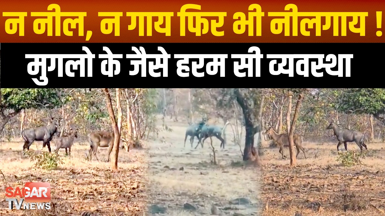 Sagar- मादाओं को रिझाने रंग बदलकर मुकाबला करते है नीलगाय, मुगलो के जैसी हरम व्यवस्था  SAGAR TV NEWS