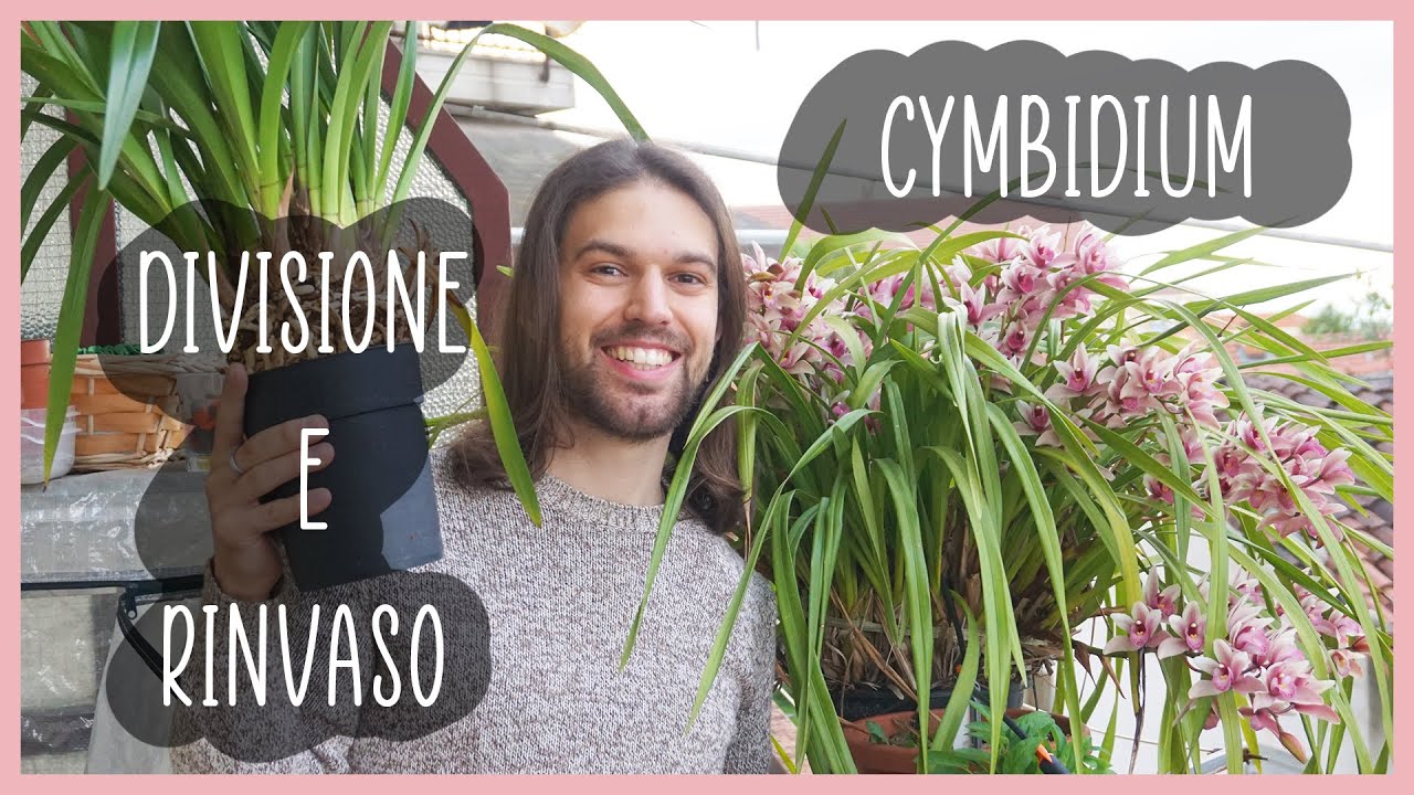 🌸 Come dividere e rinvasare i CYMBIDIUM - [TUTORIAL]