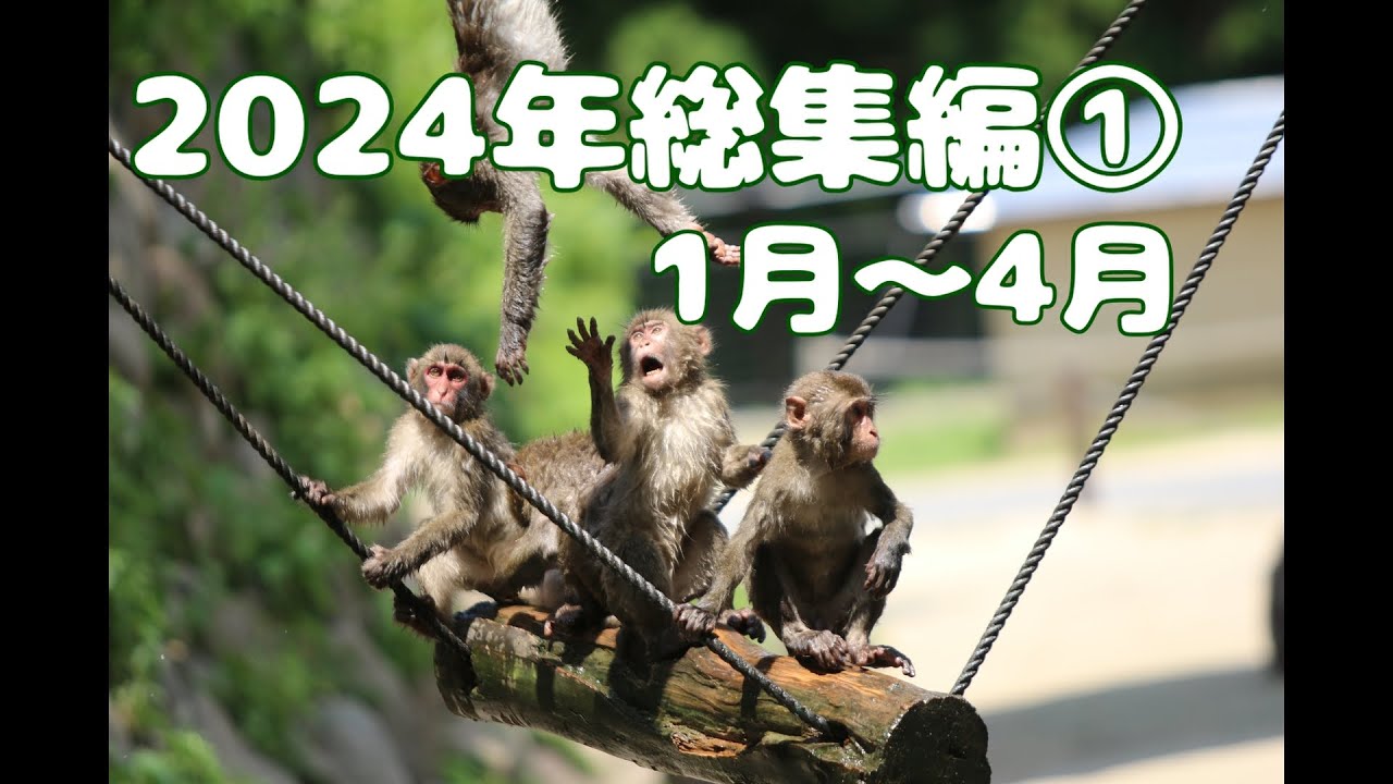 おさるの高崎山　2024年総集編①　1月～4月