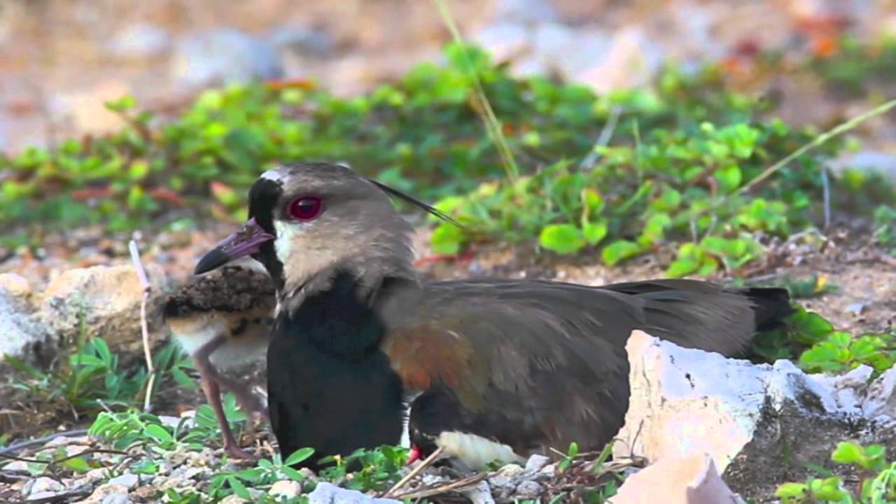 Southern Lapwing