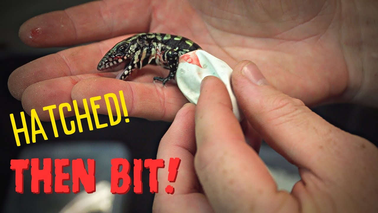 Hatching Stunning Blue Tegus!