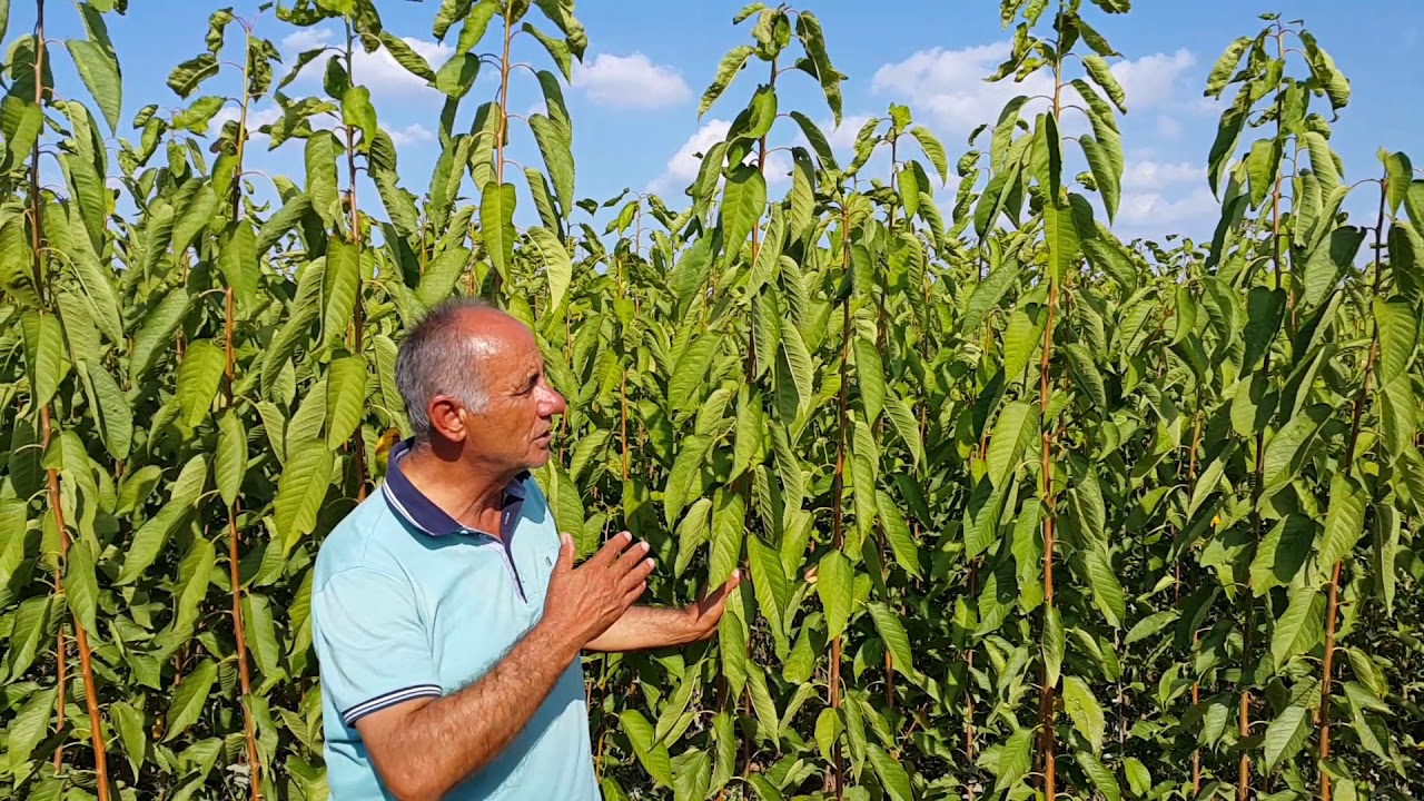 Elma Tarım Fidancılık' ın 2019 yılı kiraz üretim parseli.