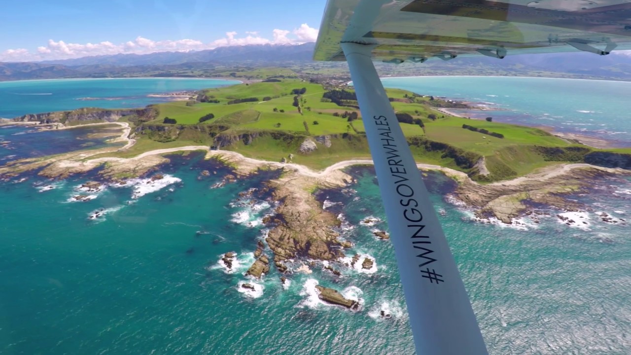 Whale Watching Flight - Kaikoura - www.bookme.co.nz