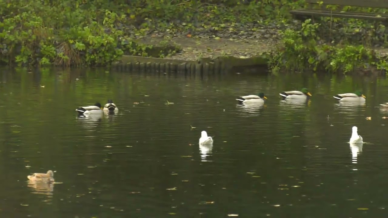 Raining Ducks - Jpeg 2000 MXF OP1a Level 0 (under 60 Mbps)