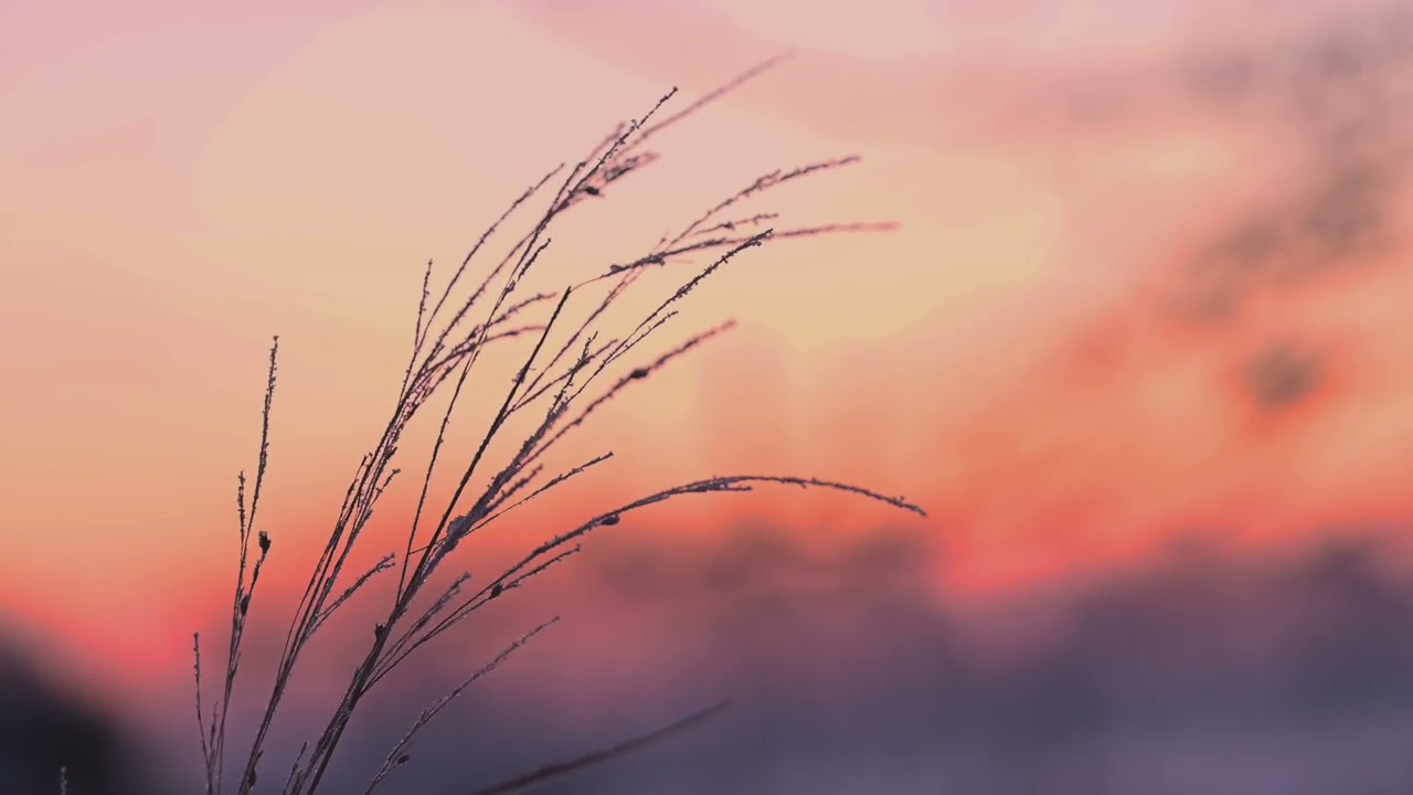 DEEP CALM FOCUS at Purple Sunrise 🌅 | Calming Nature Sounds | No Music | 2 Hours