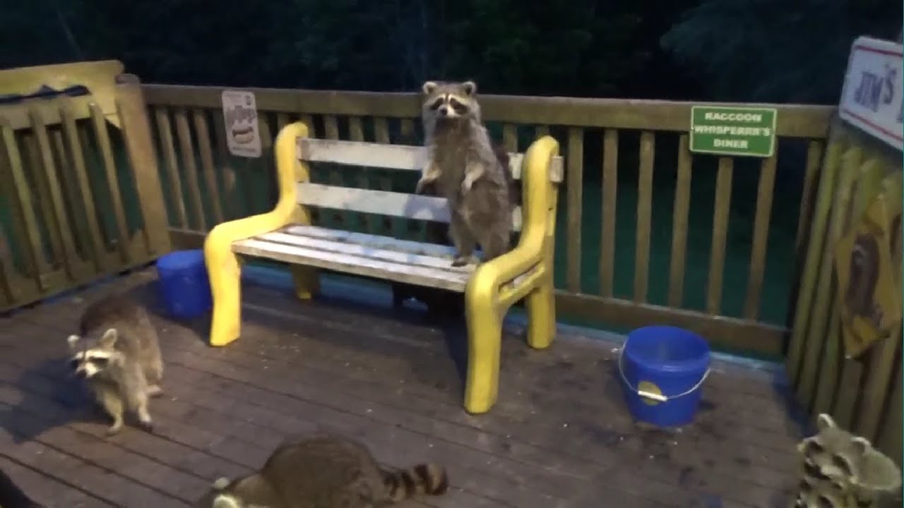 Raccoons everywhere on Monday Night