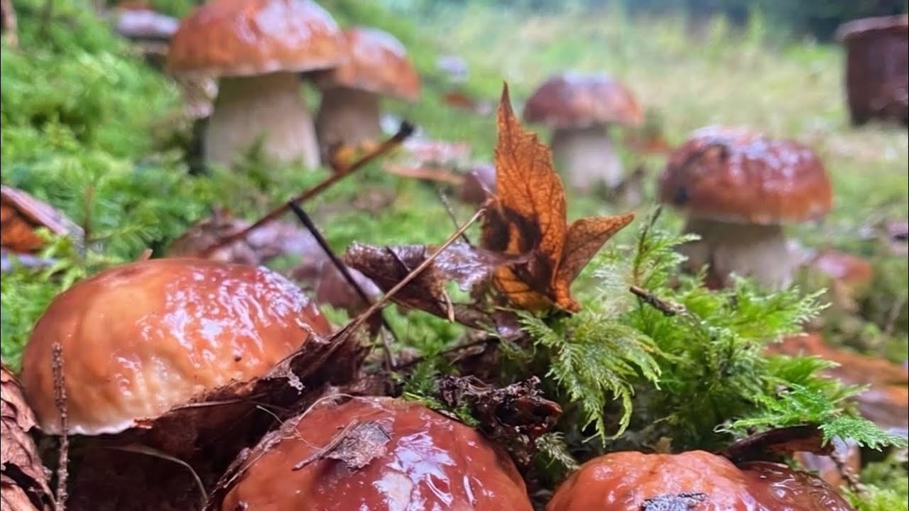 Funghi Porcini 1 Dicembre Gli ultimi porcini trovati #funghiporcini #porcini #fungi #грибочки  #hrib