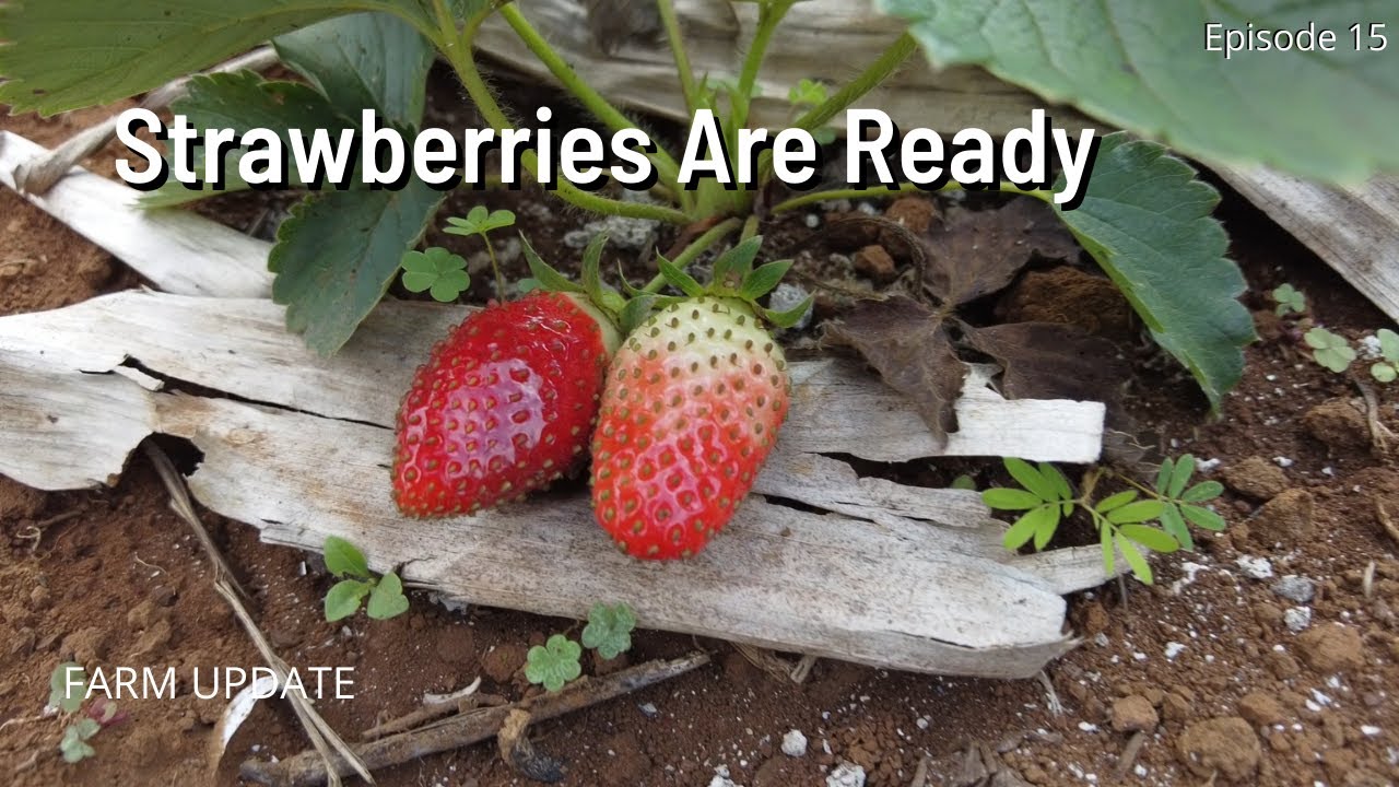PICKING STRAWBERRIES FOR THE FIRST TIME  🇯🇲