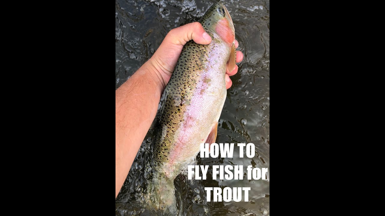 SPRING TIME ACTIVITIES!! How to FLY FISH a river or stream for TROUT!!