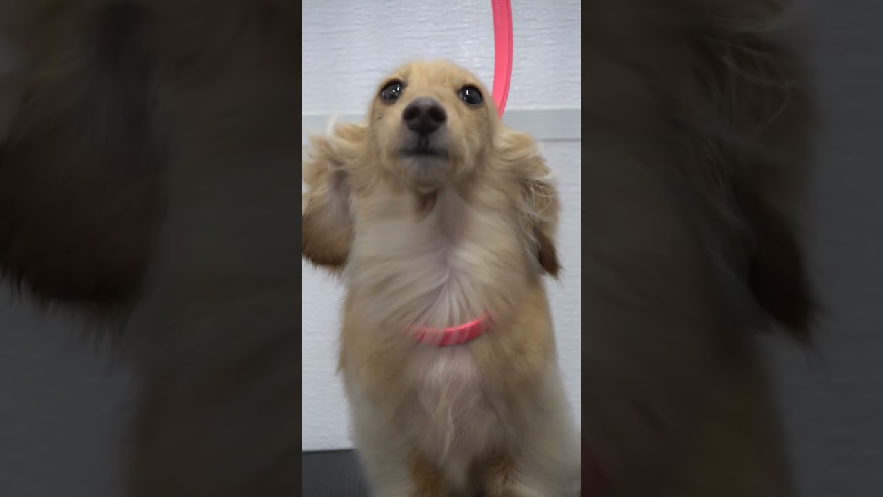 What you didn't know about sausage dogs