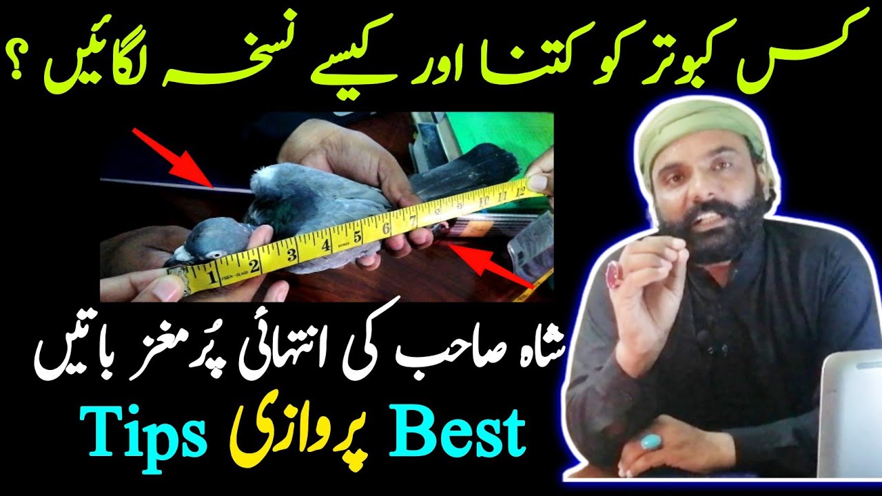 Kabootar Ko Parwazi Nuskha Kese Aur Kitna Lagayein | Best Parwazi Tips