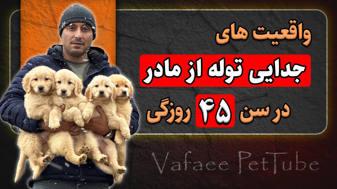 عواقب جداکردن توله سگ از مادر زیر دو ماهگی ❗️🐕 واقعیت‌هایی که تا حالا نشنیدی .