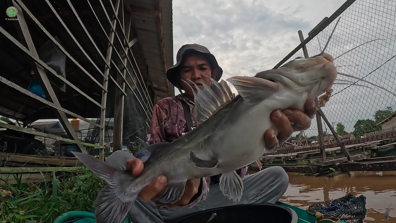 MOMEN LANGKA !! KWALAHAN JORAN KU DITARIK BABON BABON GANAS PENGHUNI BAWAH LANTING