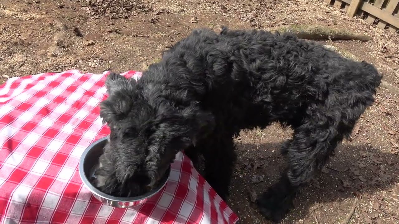 Giant Schnauzer gets REVENGE against the poison tree !!!