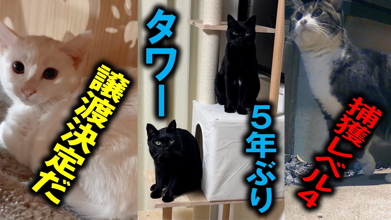 白猫かまぼこ、里親さんちが豪邸だった件。激おこプンプン、捕獲レベル４へ&hellip;！