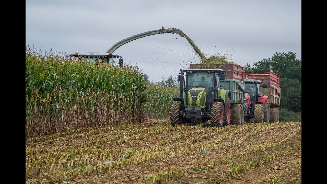 Claas Jaguar 940 à l'ensilage de maïs 2017 - CUMA du Val de Vienne