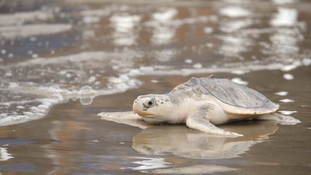 Saving Sea Turtles - A Houston Zoo Original Story