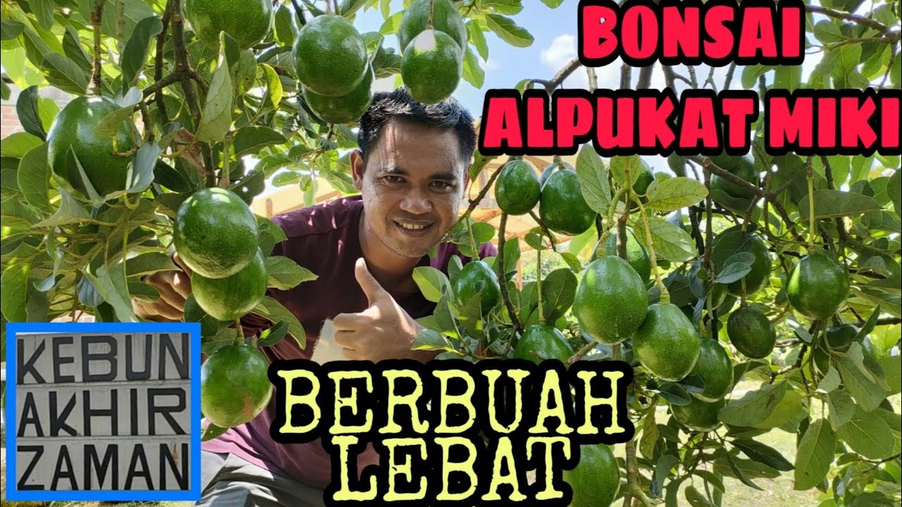 ALPUKAT MIKI BERBUAH LEBAT DI KEBUN AKHIR ZAMAN | BONSAI ALPUKAT MIKI DI KEBAZ