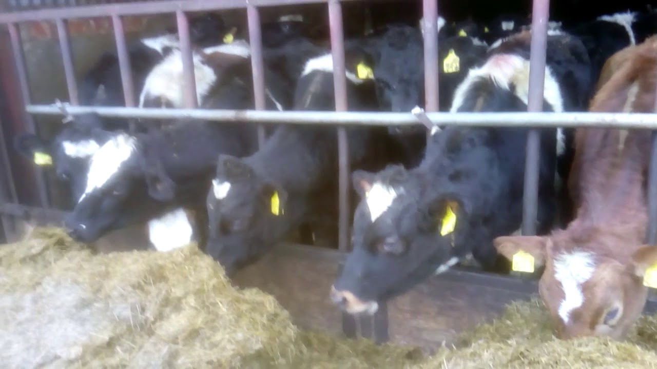 Farmer writes: lungworm dose that went wrong