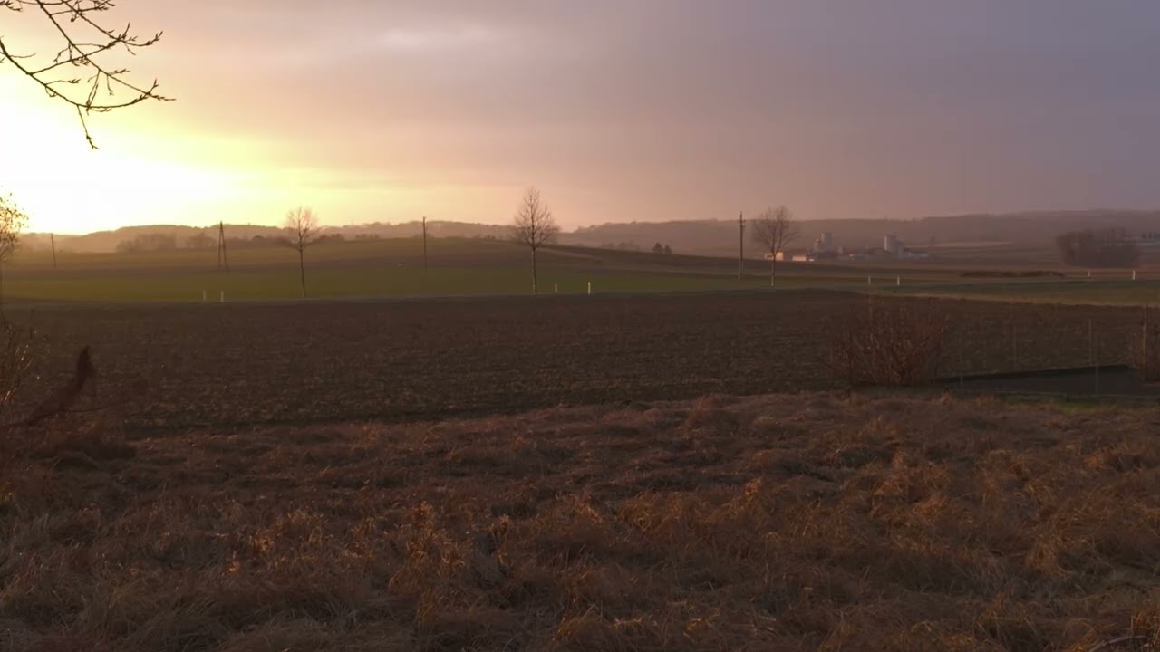Golden Sunset Field | Soft Evening Light | Real Time (Looped) | 1 Hour | Silent