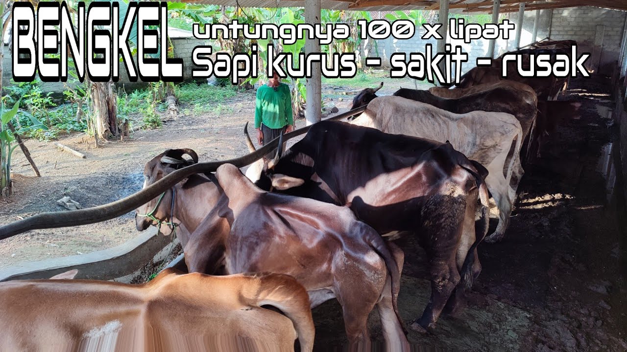 BENGKEL SAPI KURUS, RUSAK DAN SAKIT #cow