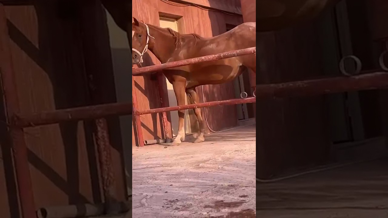 stanchion for horse management
