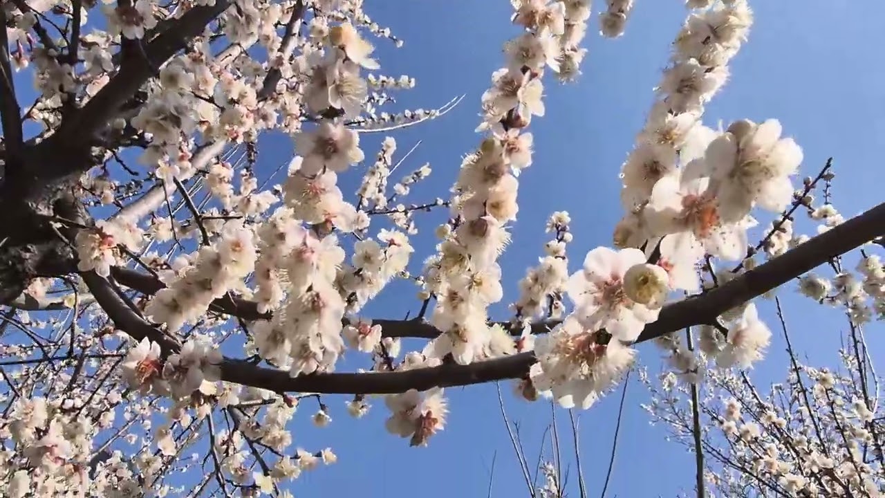 양산 원동 순매원 매화축제