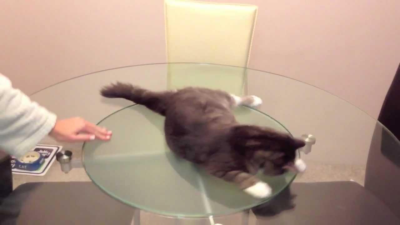 Fat Cat Coorporation - Poofy Plays With Table