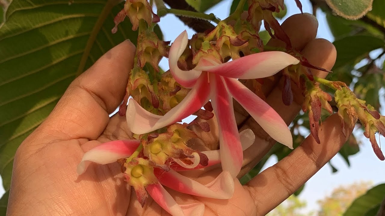 ทุ่งนายามเช้า ก่อนรวบผู้ต้องหา 21 กพ. 2569 #ธรรมชาติ #nature #วิถีชีวิต #ทุ่งนา #ยามเช้า #ผู้ต้องหา