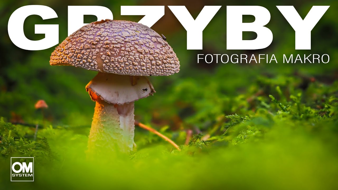 GRZYBY - Fotografia Makro // OM System // Dzika Irlandia