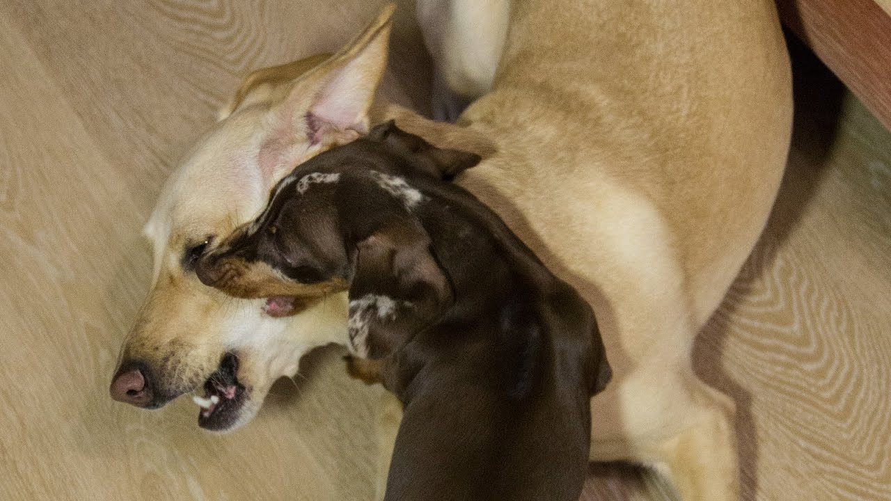 Bad Dachshund 4: Do not touch my toys!