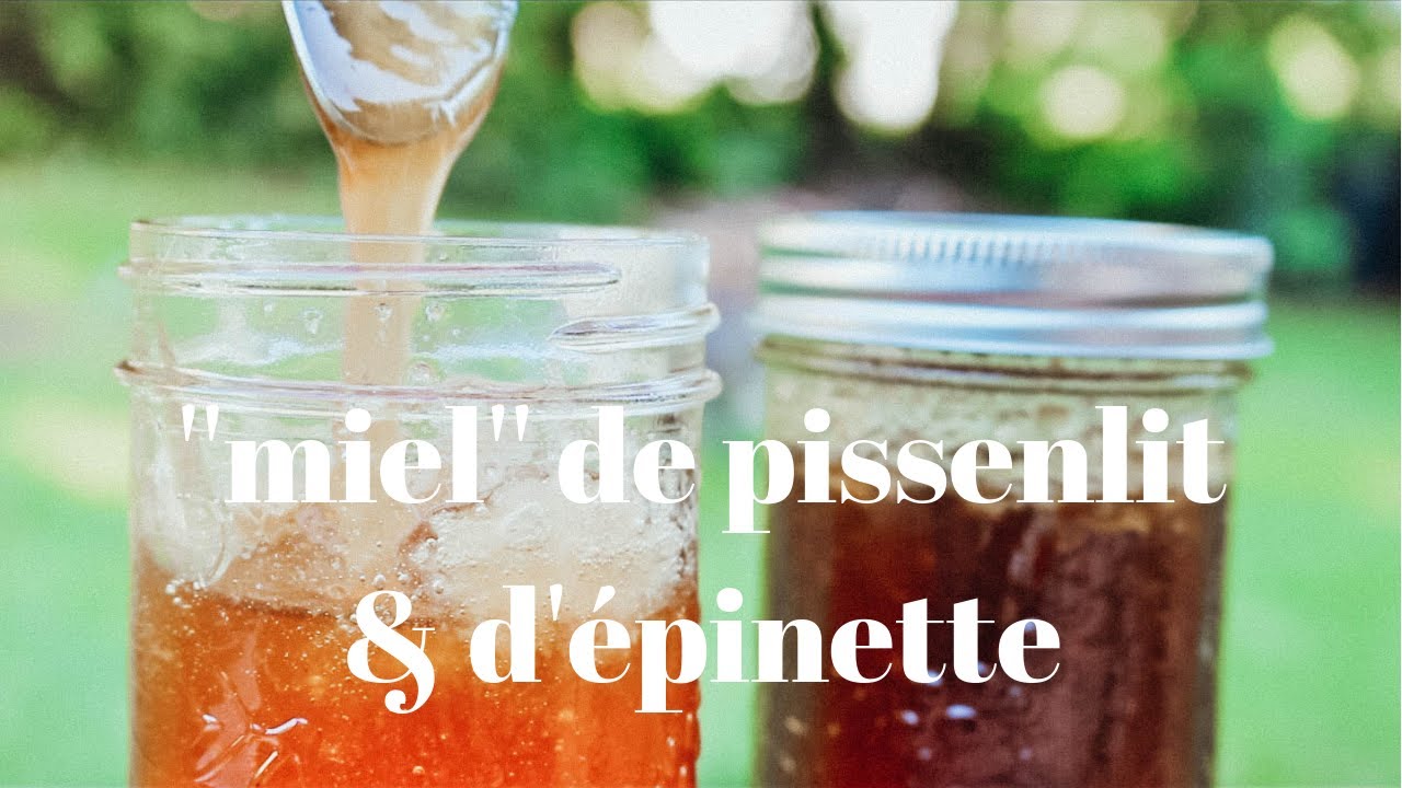 ''Miel'' de pissenlit et de bourgeons d'épinette🍯🌼🌲