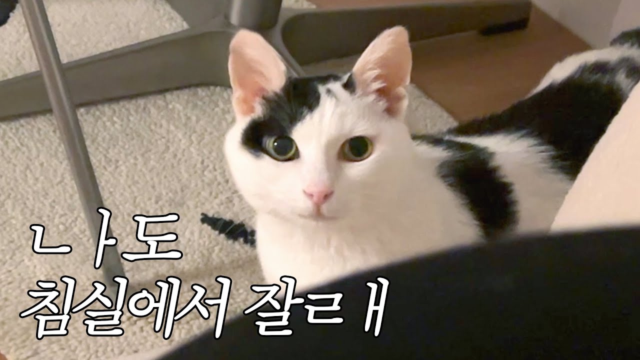 아래층에 이어 침실까지 침투당했다 🛌