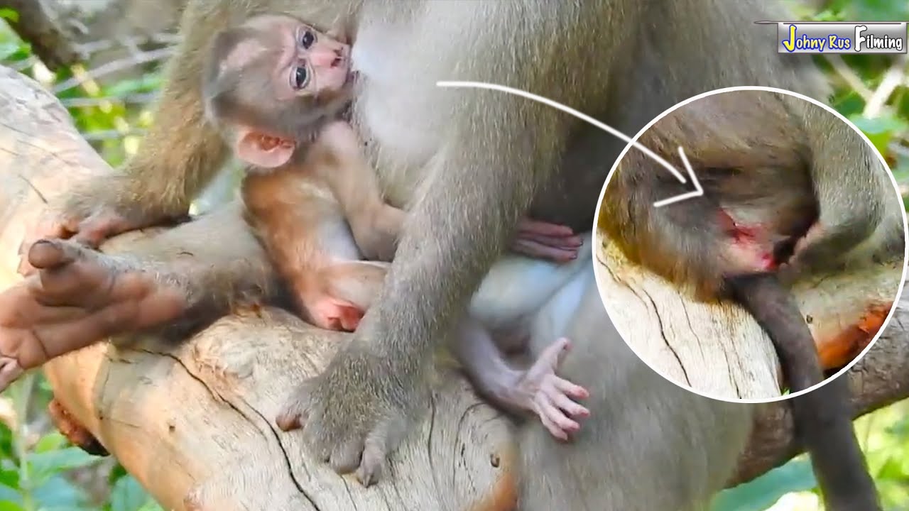 Update... After getting a-t-t-a-cked Mommy ALLY & cute baby monkey ALBERT situation to stay silently