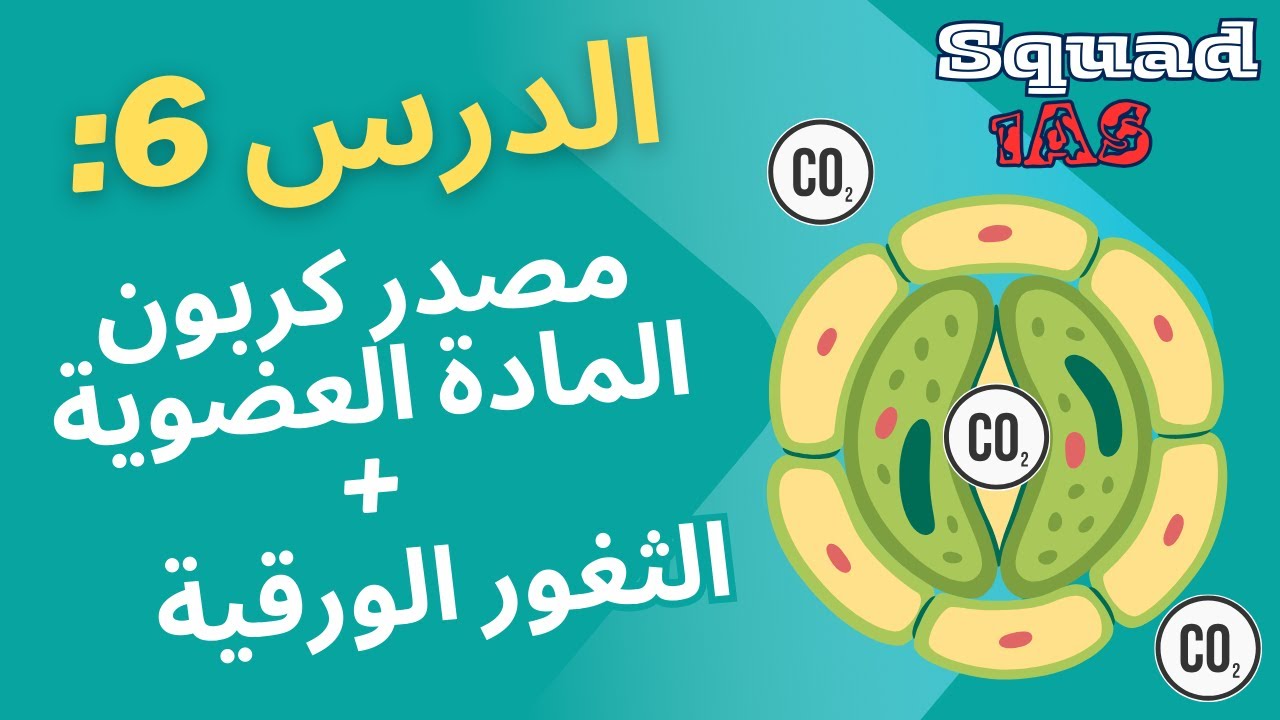 🌿 مصدر كربون المادة العضوية | الثغور الورقية ودخول CO₂ 🍃 | سنة أولى ثانوي