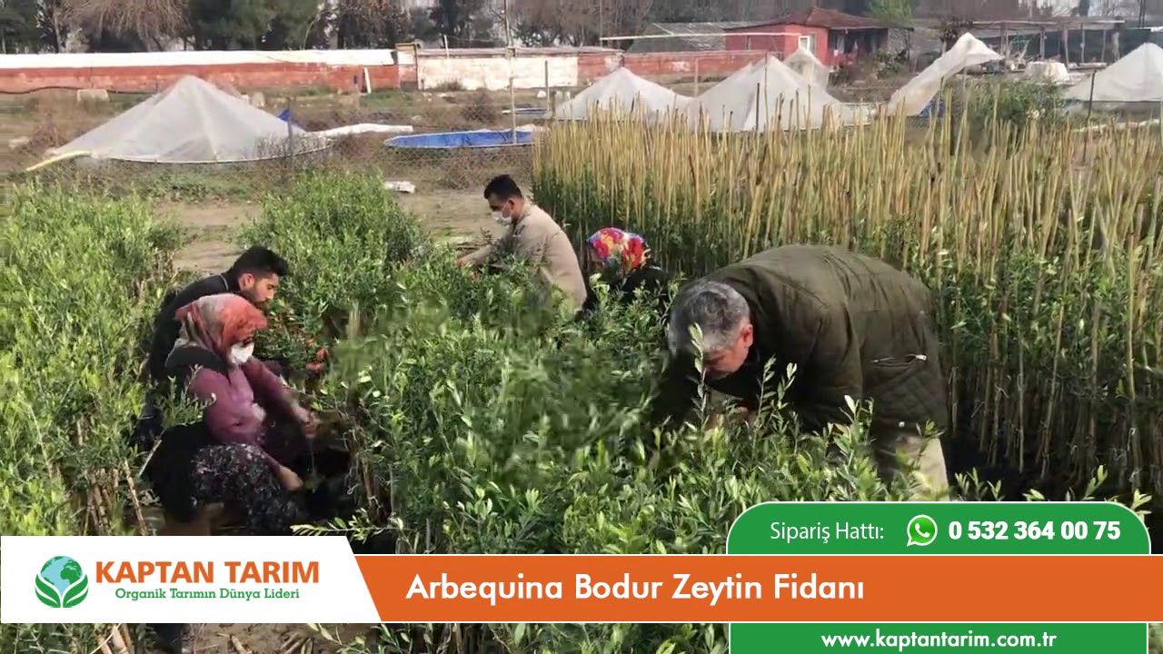 Arbequina Bodur Zeytin Fidanı