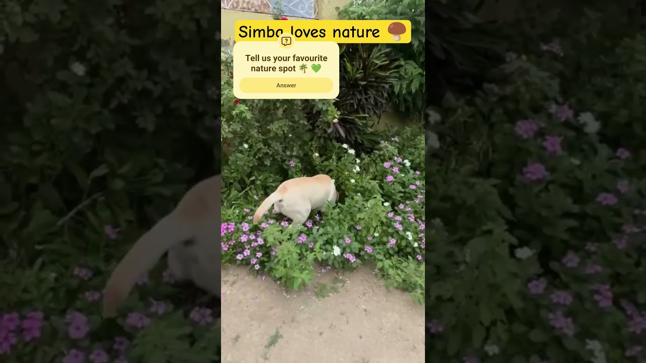 Simba loves our Garden 🪏🏡 