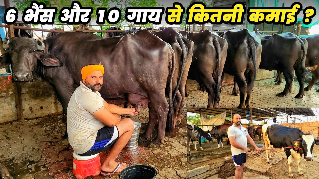 6 भैंस और 10 गाय पालन से कितनी कमाई | buffalo farm | cow farming | dairy farming